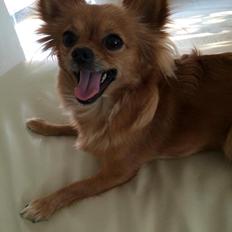 Chihuahua Isa