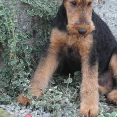 Airedale terrier Shadow Of Aire Love Song