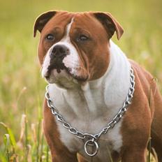 Staffordshire bull terrier Cedro *Himmelhund* Savner dig <3 