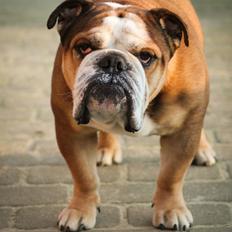 Engelsk bulldog Parly