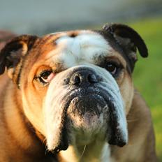 Engelsk bulldog Parly