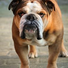 Engelsk bulldog Parly