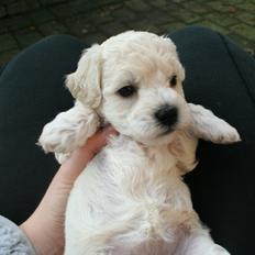 Blanding af racer Molly