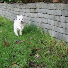 Blanding af racer Molly