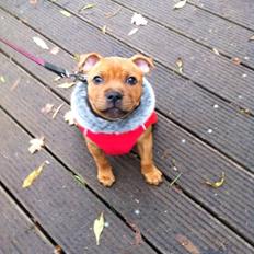 Staffordshire bull terrier Deluxe Staffs Cassiopeia "Cassi"