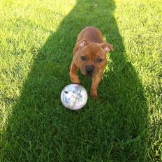 Staffordshire bull terrier Deluxe Staffs Cassiopeia "Cassi"