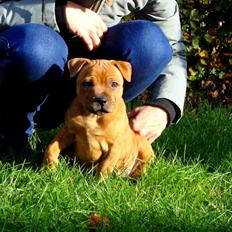 Staffordshire bull terrier Deluxe Staffs Cassiopeia "Cassi"
