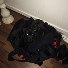 Staffordshire bull terrier Bonzo - Brindle