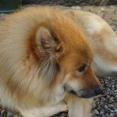 Eurasier Akema