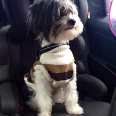 Chinese crested powder puff Sam ( Himmelhund)