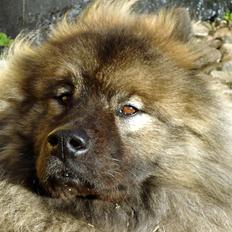Eurasier Aiko