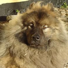 Eurasier Aiko