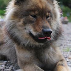 Eurasier A'ida