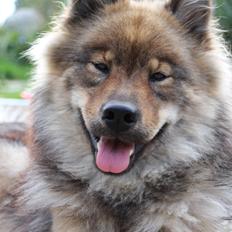 Eurasier A'ida