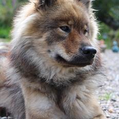 Eurasier A'ida