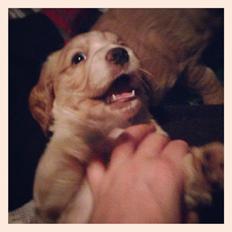 Field Trial Cockerspaniel Spilops Wild Weather Wilma