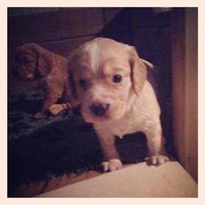 Field Trial Cockerspaniel Spilops Wild Weather Wilma