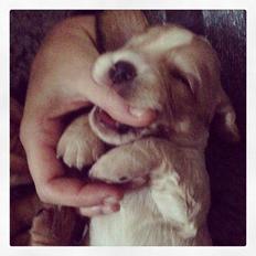 Field Trial Cockerspaniel Spilops Wild Weather Wilma