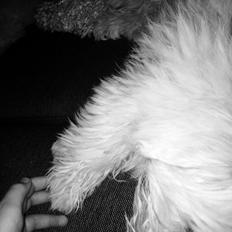 Coton de tulear Chico