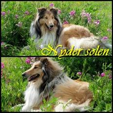 Collie langhåret Good girl {Himmel hund} 