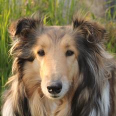 Collie langhåret Good girl {Himmel hund} 