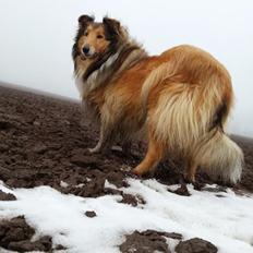 Collie langhåret Good girl {Himmel hund} 