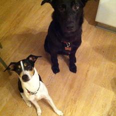 Dansk svensk gaardhund buster  solgt..