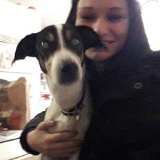 Dansk svensk gaardhund buster  solgt..