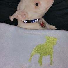 Staffordshire bull terrier AMillionKisses aka Fuzzy