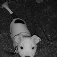 Staffordshire bull terrier AMillionKisses aka Fuzzy