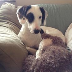 Blanding af racer Snehvalpen Maddie