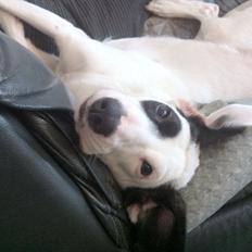 Blanding af racer Snehvalpen Maddie