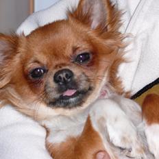 Chihuahua Nicky (Unique)