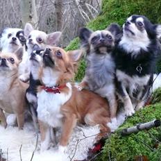 Chihuahua Nicky (Unique)