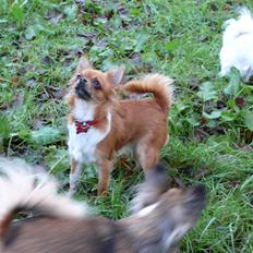 Chihuahua Nicky (Unique)