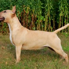 Bullterrier Litchi