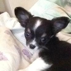 Chihuahua Maggie Boo