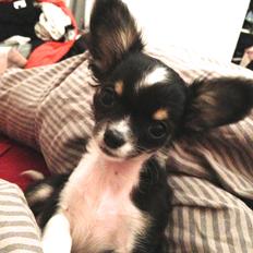 Chihuahua Maggie Boo