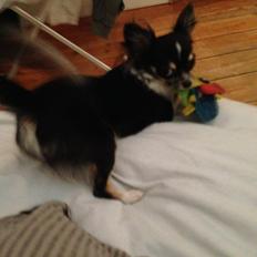 Chihuahua Maggie Boo