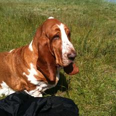 Basset hound Balder <3