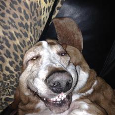 Basset hound Balder <3