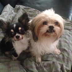 Blanding af racer Betty boop