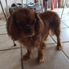 Cavalier king charles spaniel Wilma