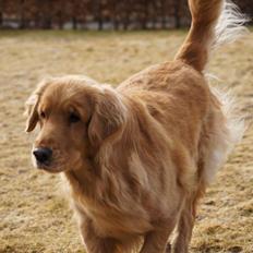Golden retriever Debbie