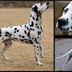 Dalmatiner Curias Bebop