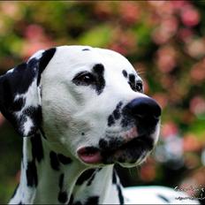 Dalmatiner Curias Bebop