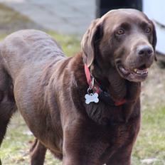Labrador retriever Bella <3