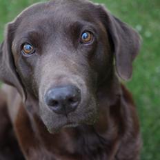 Labrador retriever Bella <3