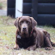 Labrador retriever Bella <3