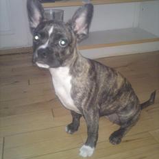 Blanding af racer Gertrud